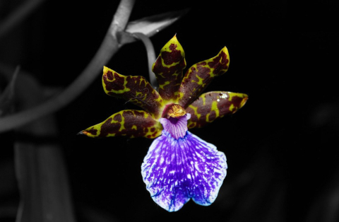 Orchideje